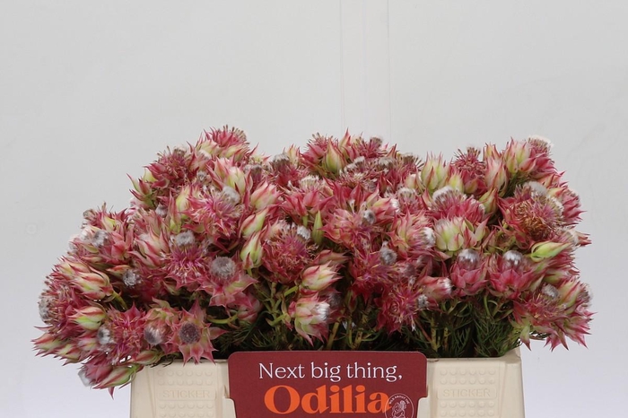 <h4>Blushing Bride Pink 6/9 Flowers</h4>