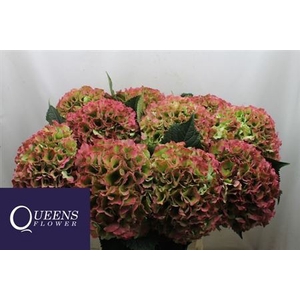 Hydr M Royal Grande Cl