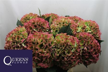 <h4>Hydr M Royal Grande Cl</h4>