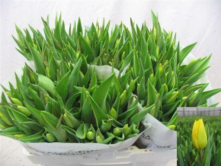 <h4>Tu En Strong Gold</h4>