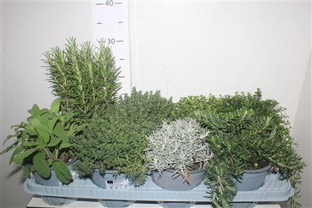 <h4>Tuinkruiden Gem</h4>