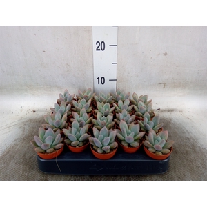 Succulents   ...