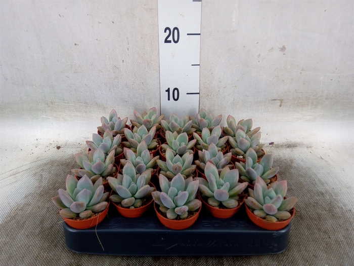 <h4>Succulents   ...</h4>