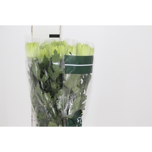 ANASTASIA DARK GREEN 080 CM VERDE