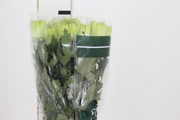 <h4>ANASTASIA DARK GREEN 080 CM VERDE</h4>