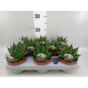 Aloe aristata 'Cosmo'