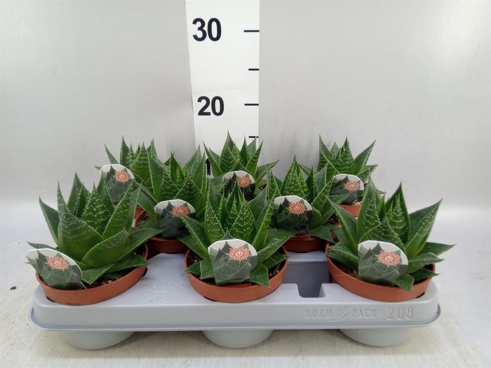 <h4>Aloe aristata 'Cosmo'</h4>