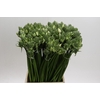 Ornithogalum Pilar