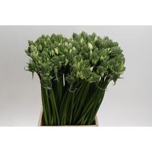 Ornithogalum White