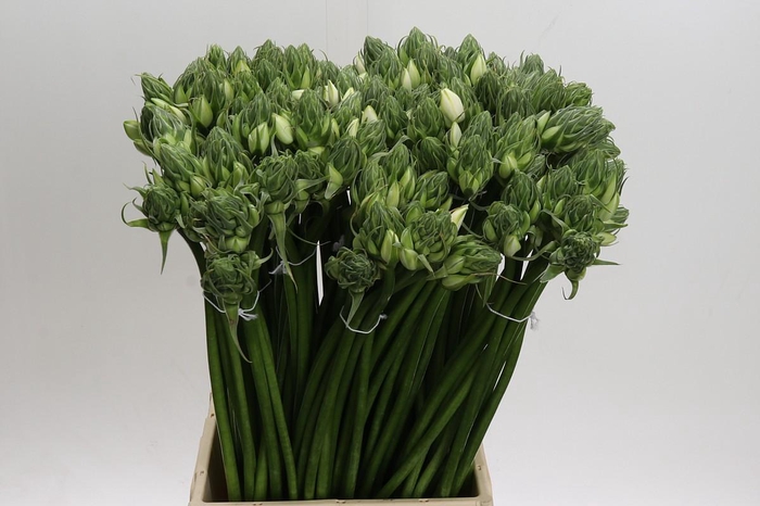 <h4>Ornithogalum White</h4>