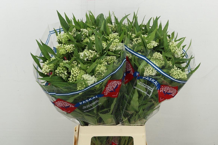 <h4>Ascl Inc Ice Ballet</h4>