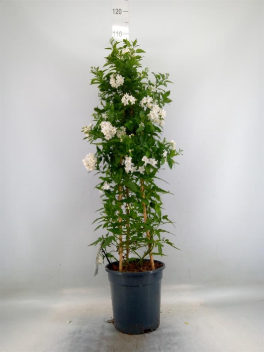 <h4>Solanum jasminoides</h4>