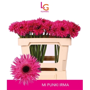 GE MI PUNKI IRMA