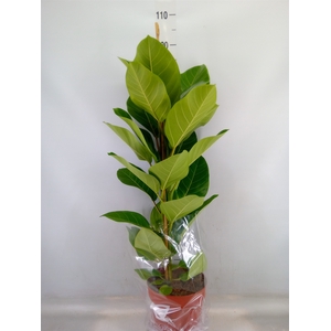 Ficus altissima