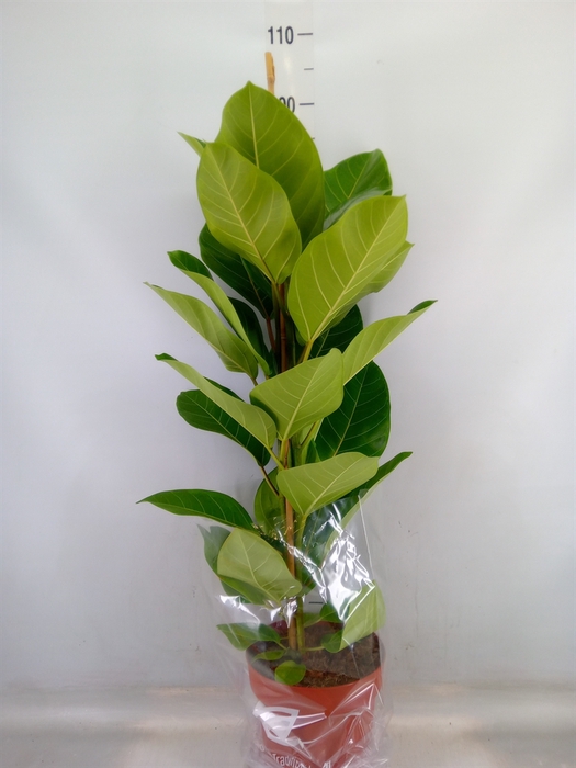 <h4>Ficus altissima</h4>
