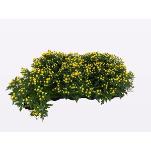 CHRY BL BEAU YELLOW