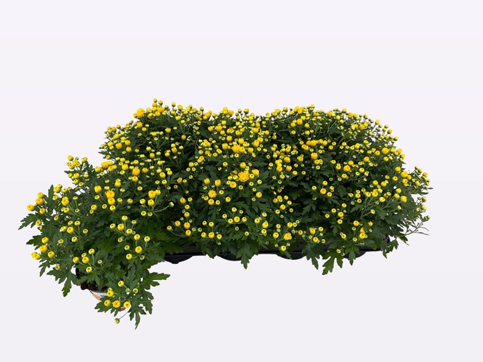 <h4>CHRY BL BEAU YELLOW</h4>