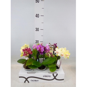Phalaenopsis   ...mini