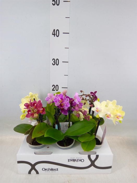 <h4>Phalaenopsis   ...mini</h4>