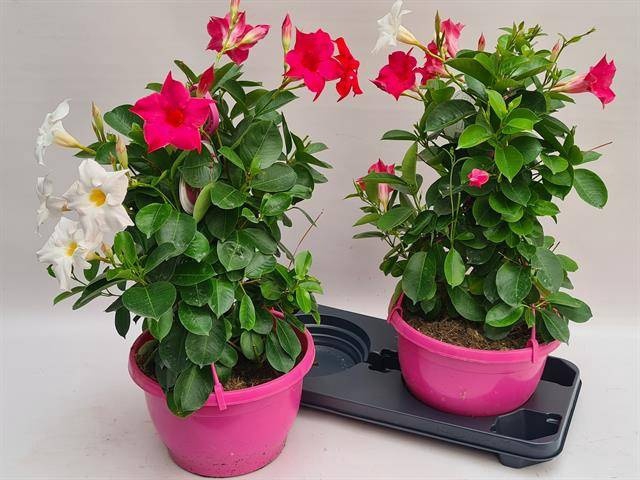 <h4>MANDE SUN PINK</h4>