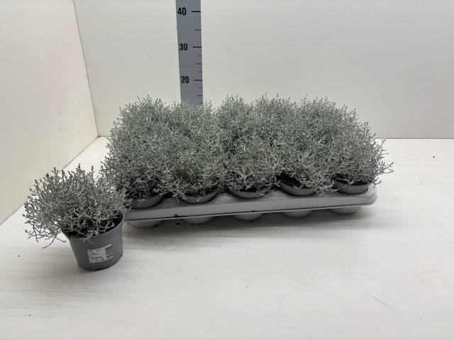 <h4>LEUCOPH BROWNII</h4>