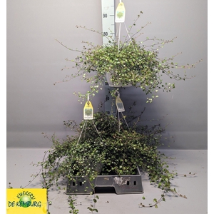 MUEHLENBECK CO MAORI