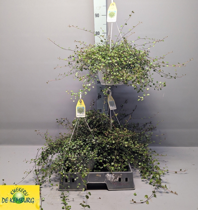 <h4>MUEHLENBECK CO MAORI</h4>