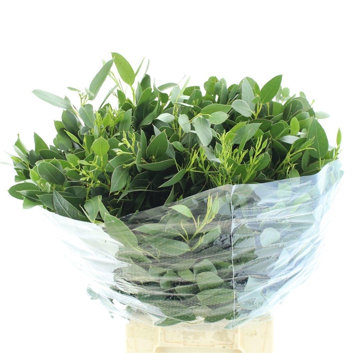 <h4>DECOGROEN OV</h4>