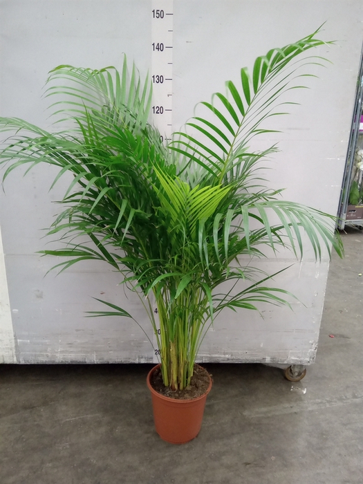 <h4>Dypsis lutescens   ...Chrysalidoca</h4>