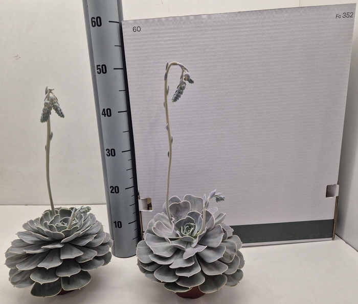 <h4>ECHEV POLLUX</h4>