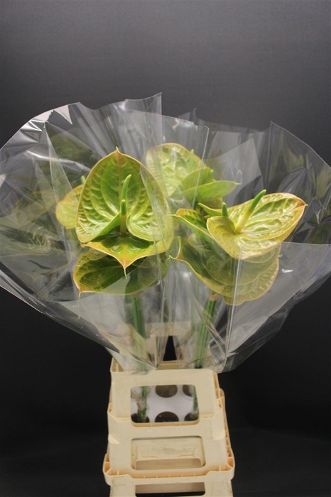 <h4>Anthurium Olivius</h4>