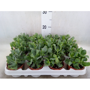 Crassula arborescens subsp. undilat