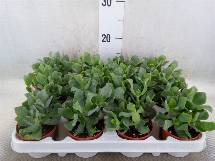 <h4>Crassula arborescens subsp. undilat</h4>