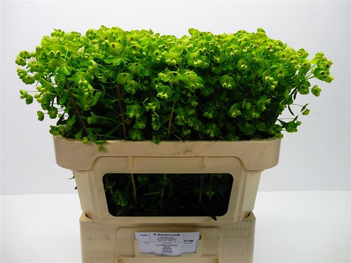 <h4>Euph X Martini</h4>