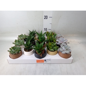 Succulents   ...mix 5