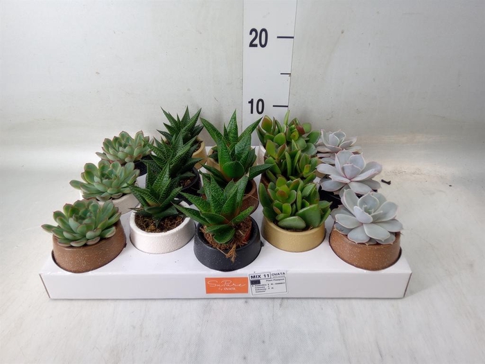 <h4>Succulents ...mix 5</h4>