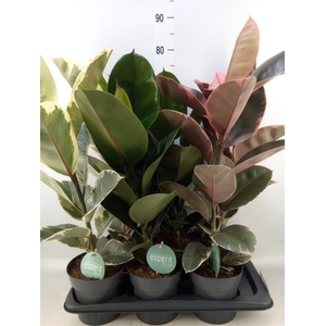Ficus elastica   ...