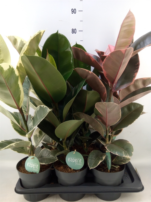 <h4>Ficus elastica   ...</h4>