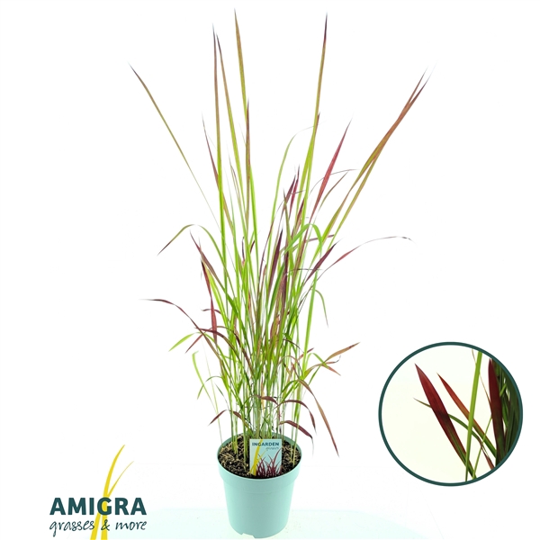 <h4>Imperata cylindrica 'Red Baron'</h4>