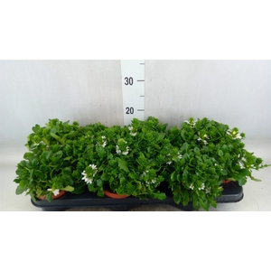 Scaevola  'Whirlwind White'