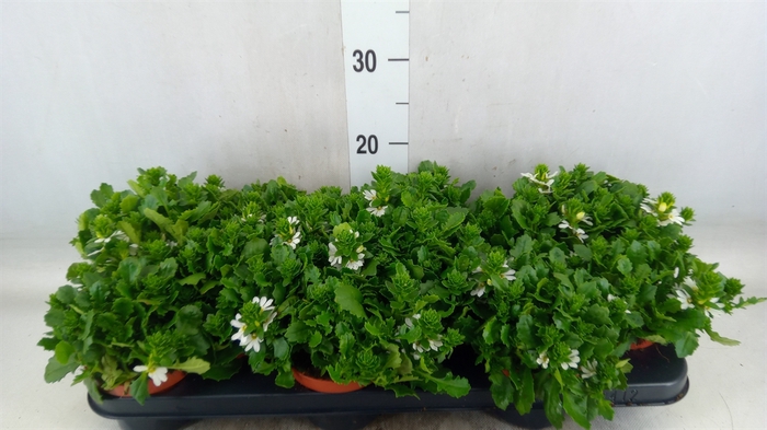 <h4>Scaevola  'Whirlwind White'</h4>