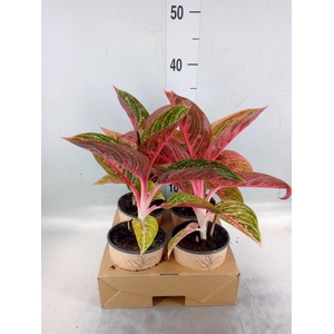 Aglaonema   ...