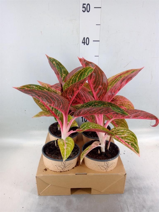 <h4>Aglaonema   ...</h4>