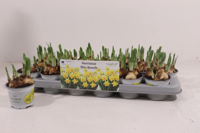 <h4>NARC D TETE BOUCLE</h4>