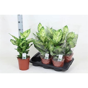 Dieffenbachia  'Sublime'