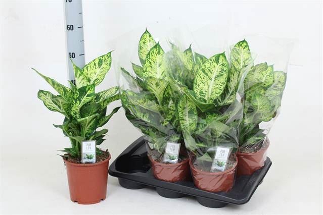 <h4>Dieffenbachia  'Sublime'</h4>