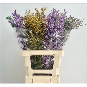 Genista Heidebrem Painted Mix