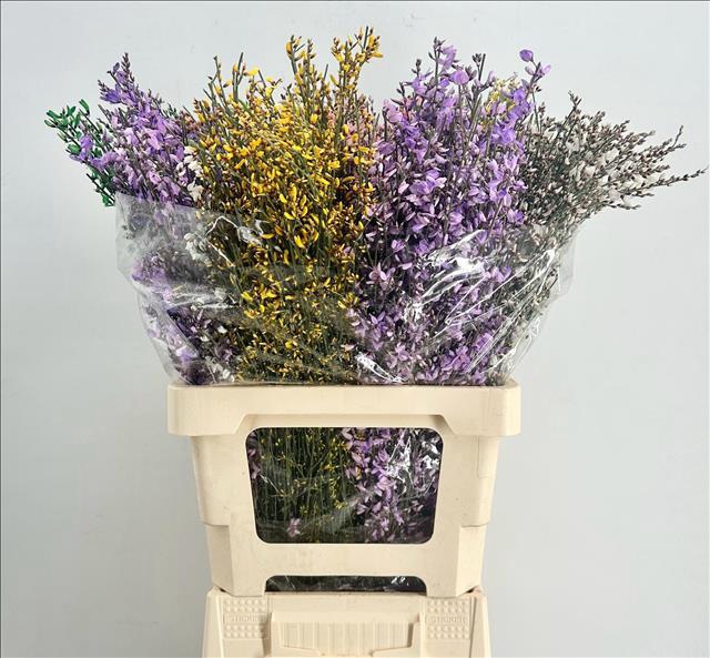 <h4>Genista Heidebrem Painted Mix</h4>