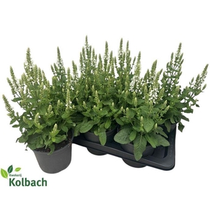 SALVIA NE SENS WHITE