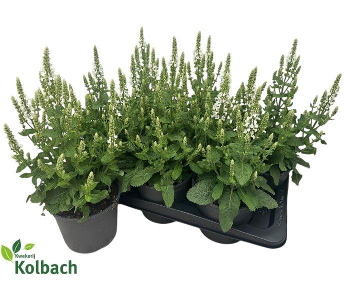 <h4>SALVIA NE SENS WHITE</h4>